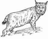 Lynx Pages Bobcat Coloring Eurasian Color Print Utilising Button sketch template