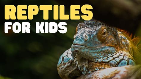 reptiles  kids    reptile learn   reptiles