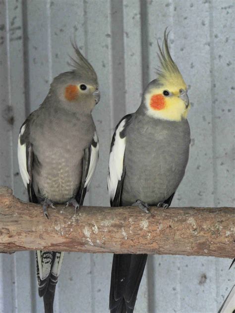 normal grey cockatiels    mutation cockatiel pet birds funny