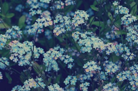aesthetic flower wallpaper hd desktop allwallpaper
