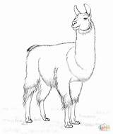 Coloring Lama Llama Printable Pages Animal Drawing Supercoloring Alpacas Llamas Drawings Animals Face 45kb sketch template