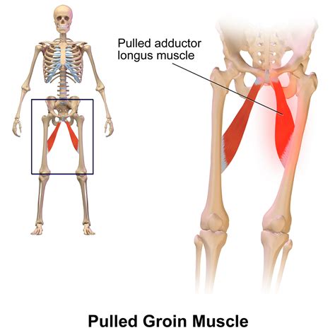 Groin Images
