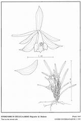 Dodson Epidendrum sketch template