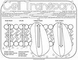 Worksheet Coloring Transport Middle School Cellular Students High Preview sketch template