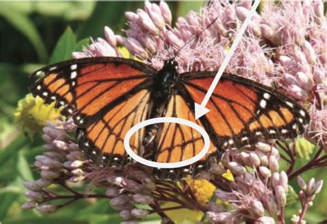 monarch identification monarch butterfly texas nature trackers