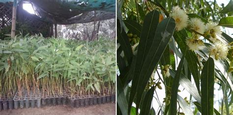 growing eucalyptus indoors  seeds  cuttings gardening tips