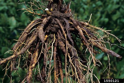 roots hecatedemeter