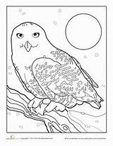 Owl Snowy Coloring Color Pages Getcolorings Printable Print sketch template