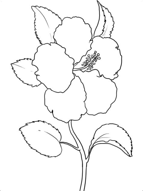 hibiscus coloring page coloring pages hibiscus drawing flower