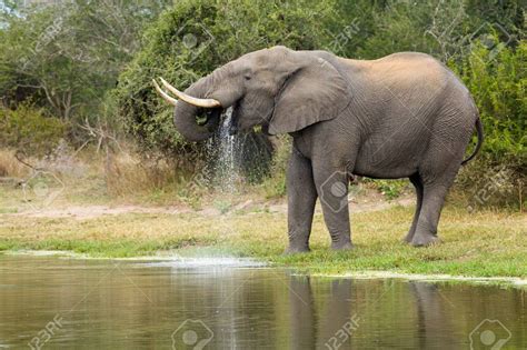 kruger national park national parks african elephant african animals