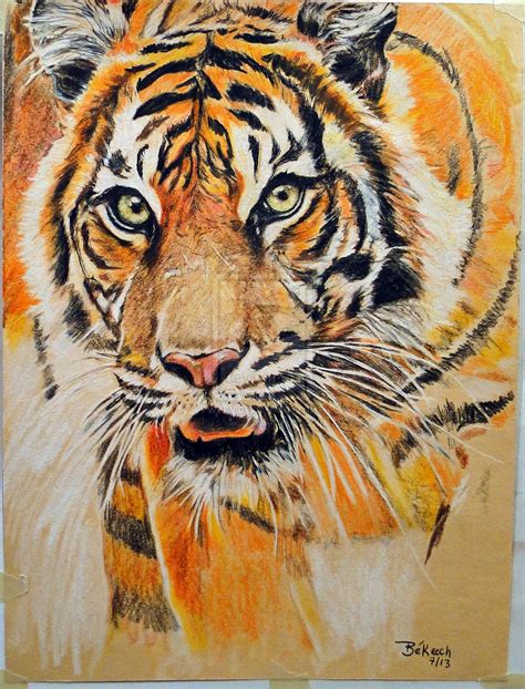 tiger artwork   color pencils     hrs