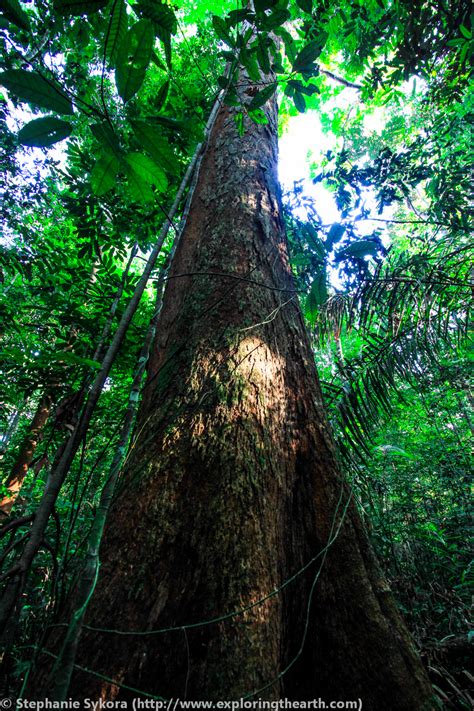 amazon river    rain forest trees brazil exploring  earth