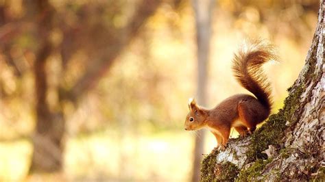bruine eekhoorn  een boom bureaublad
