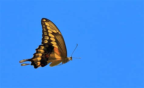 western giant swallowtail canon forums