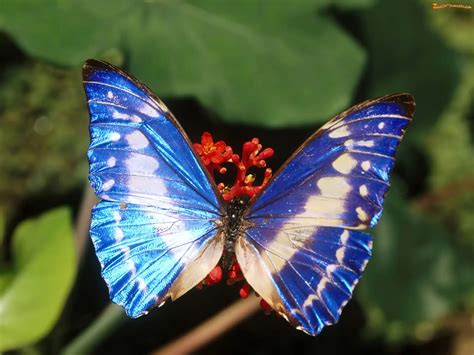 zdjecie motyl niebieski