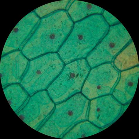 plant cell structure  microscope biological science picture