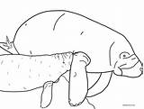 Manatee Grabbing Youngster sketch template