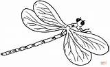 Coloring Dragonfly Libelle Ausmalbild Kostenlos Libel sketch template