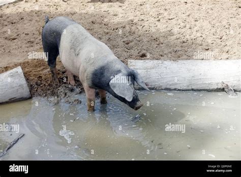 swabian hall swine  breed  domestic pig   wallow stock photo