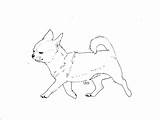 Coloring Chihuahua Pages Pinscher Line Miniature Kids Drawing Printable Color Colorings Pinchers Getdrawings Comments Getcolorings Template Coloringhome sketch template