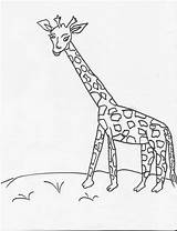 Coloring Herbivorous Herbivore Pages Girraf Animal Animals Sketch Print Designlooter Template 1100px 94kb Kids Drawings sketch template
