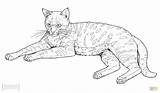 Cat Cats Coloring Footed Pages Drawing African Printable Animals Wild Color Animal sketch template