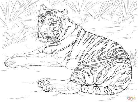 tiger coloring pages  adults