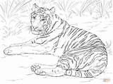 Coloring Tiger Pages Adults Print sketch template