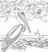 Pelican Coloring Louisiana Brown Eastern Pages State Birds Kids sketch template