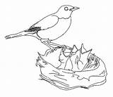 Nest Bird Coloring Pages Drawing Robin Birds Baby Feeding Drawings Hungry Babies American Line Children Color Draw Google Stove Printable sketch template