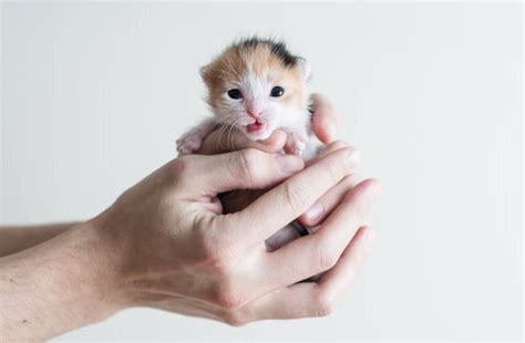 How To Determine A Kitten S Age — Kitten Lady