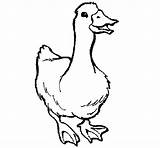 Coloring Pages Goose Printable Animal Color Popular sketch template