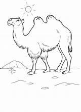 Colorat Planse Animale Desene Kamel Camile Camel Salbatice Malvorlagen Dibujos Malvorlage Camello Colorkid Colorear sketch template
