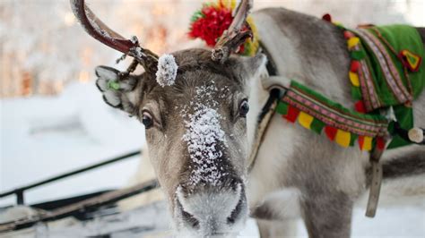 Why Police Are Using Reindeer Instead Of Snow Mobiles To Fight Crime In