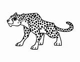 Cheetah Coloring Colorear Coloringcrew sketch template