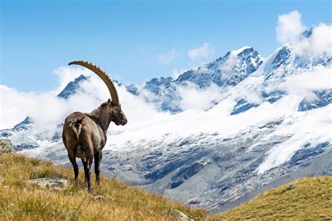 gran paradiso national park