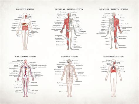 anatomy poster vintage paper  tracey porter  dribbble