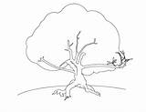 Coloring Pages Trees Branches Getcolorings Getdrawings sketch template