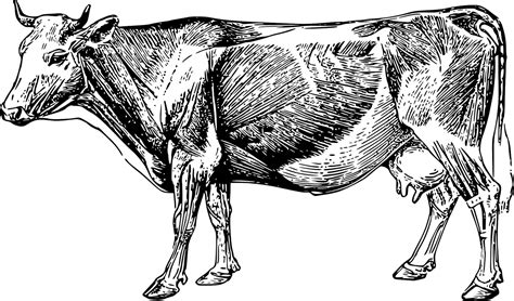 kráva svaly anatomie vektorová grafika zdarma na pixabay