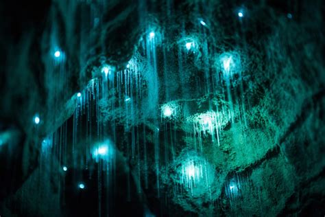 magical  zealand cave  illuminated  luminescent glowworms