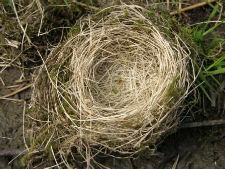 charmed life bird nests    worldess wednesday