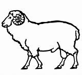 Carnero Dibujo Mewarnai Domba Colorir Sketsa Desenhos Ariete Carneiro Hewan Pecore Sheep Widder Pecorelle Incantevole Diposting Silhouetten Gratis Ausmalbild Supercoloring sketch template