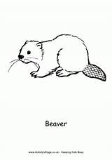 Colouring Pages Beaver Canada Coloring Canadian Drawing Animals Beavers Animal Sheets Drawings Activityvillage Sign Flag Activity Simple Printables Activities Village sketch template