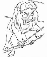 Circus Coloring Pages Animals Lion Animal sketch template