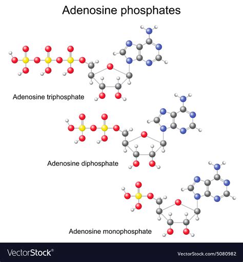 atp