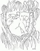 Koala Coloring Pages Baby Printable Color Tree Print Kids Animals Lives Eucalyptus Animal Colouring Sheets Australian Birthday Moms Coloringpagesbymradron Mommy sketch template