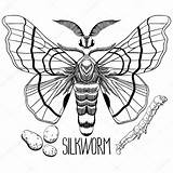 Seda Gusanos Cocoon Silkworm Transformation Insectos sketch template