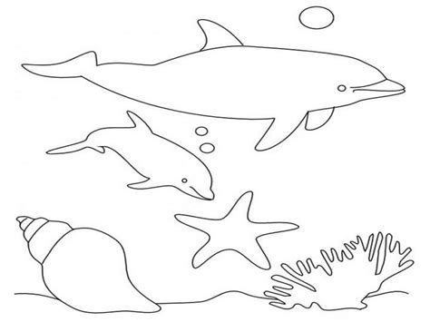 dolphin coloring pages   print