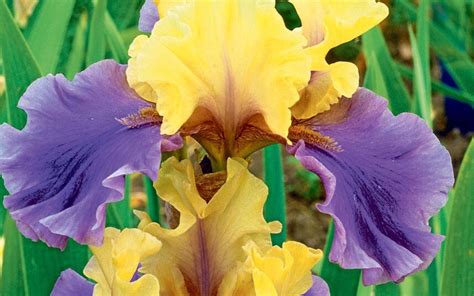 garden masterclass   grow irises telegraph