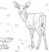 Deer Coloring Pages Mule Female Tailed Printable Drawing Tail Color Template Supercoloring Getdrawings Print Popular sketch template
